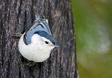 White-breasted Nuthatch_52842